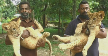 Babies of Kesara - Kiyara Dehiwala Zoo